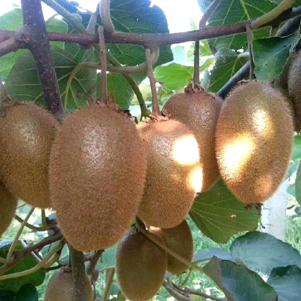 润园优果