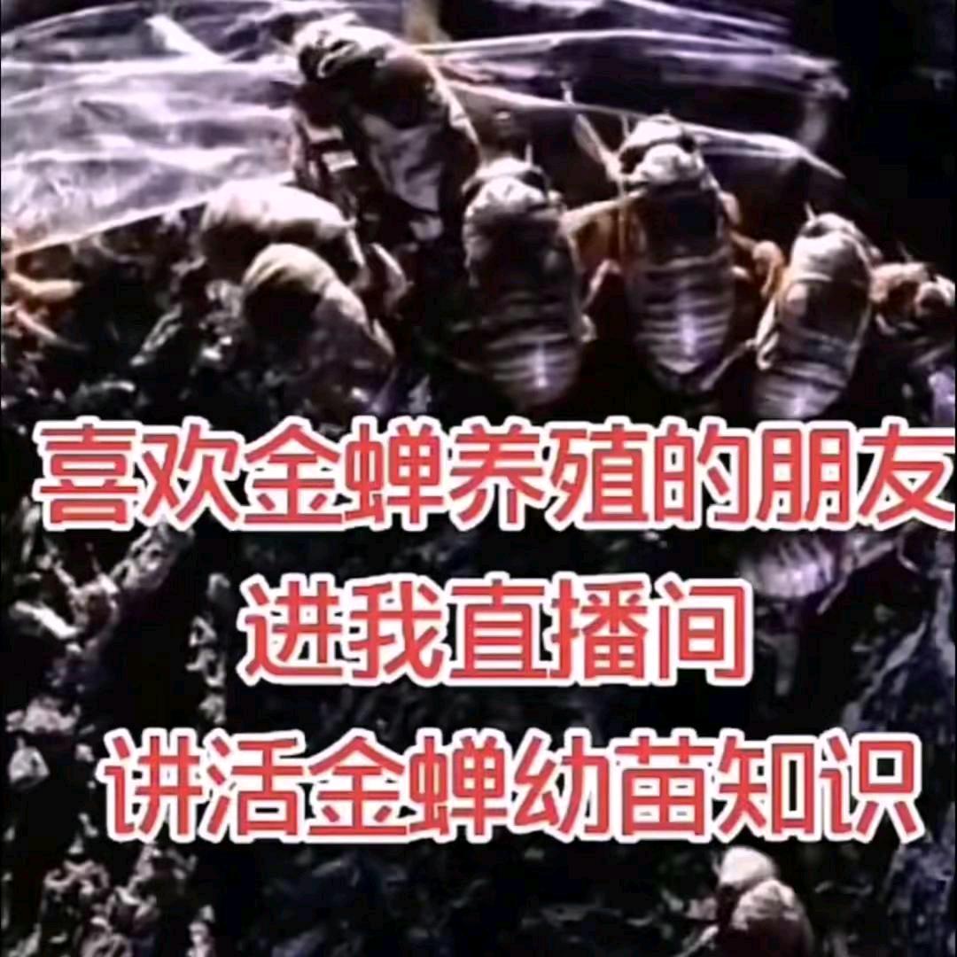 乃萌 金蝉 幼苗批发