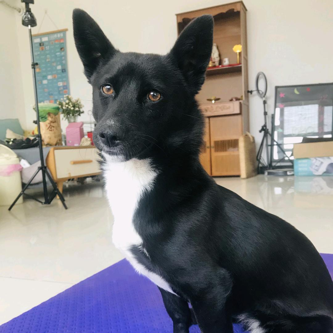 小黑妹妹