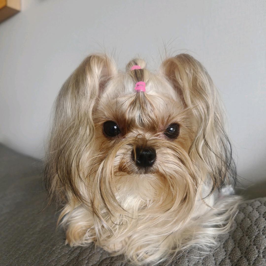 尔滨鑫鑫姐姐约克夏