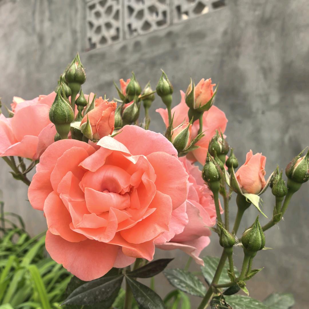 玲姐🌹