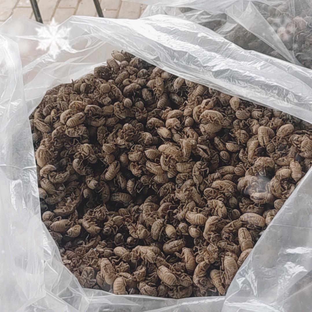 收购出售知了壳