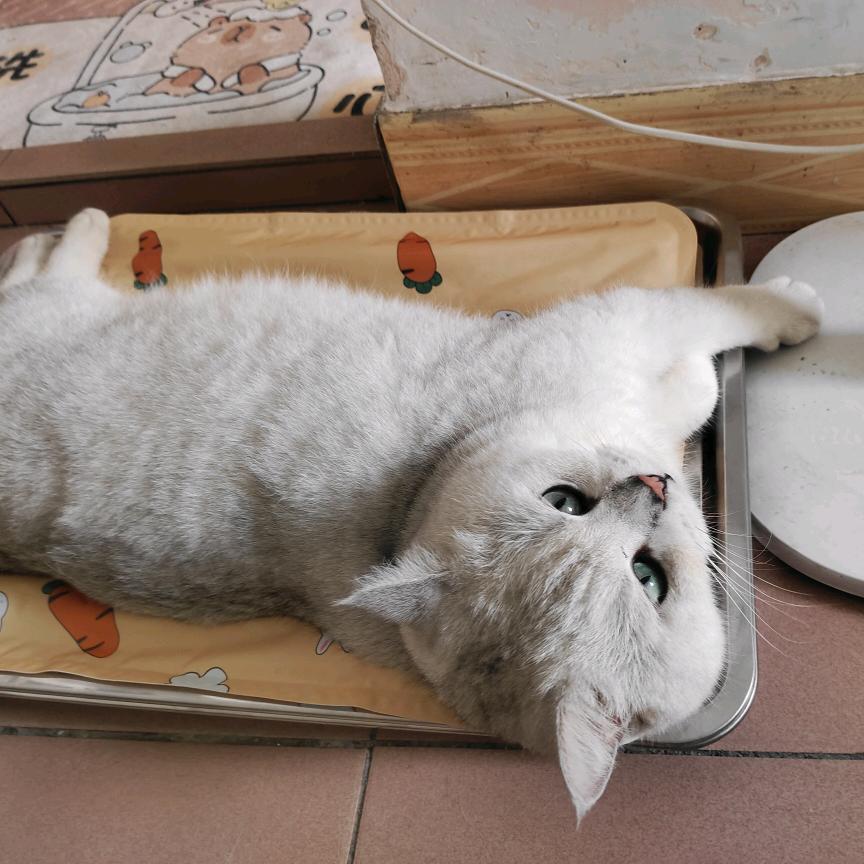 我是一只招财咪