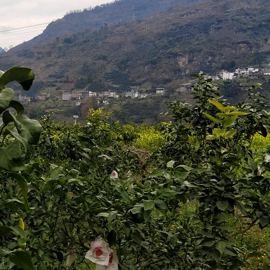 老胡的平庸生活