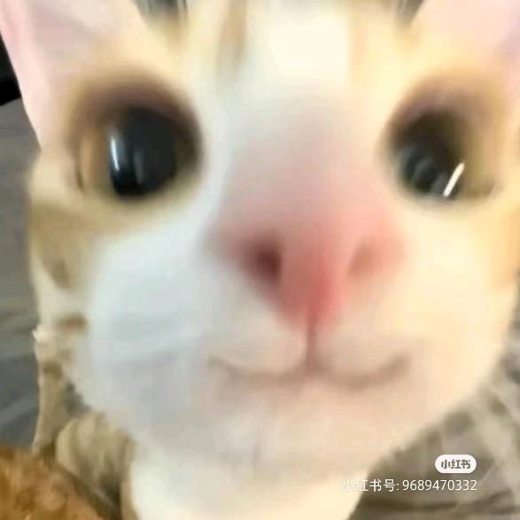 美味无敌大香菜