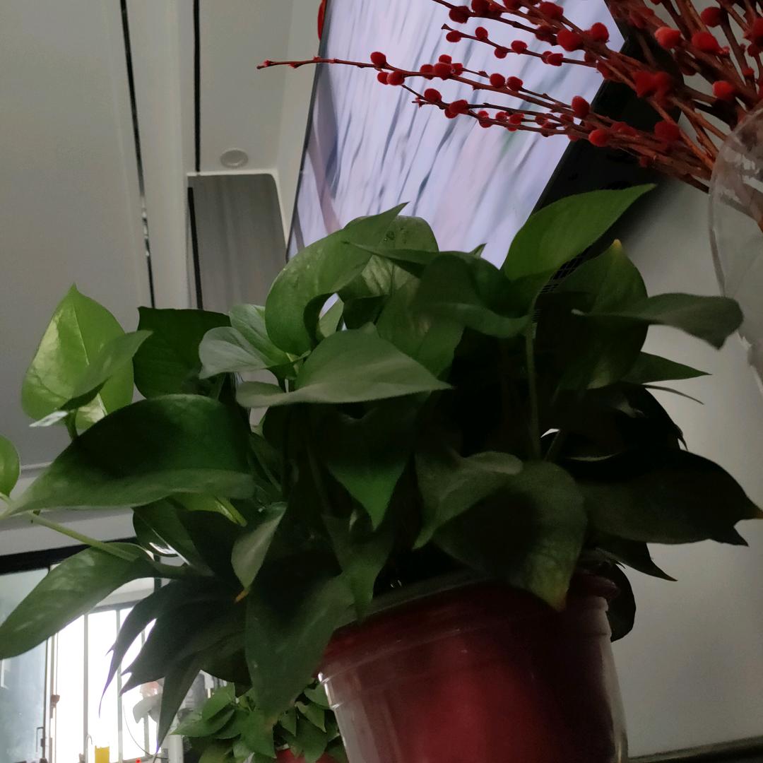 往事清零,从鲁开始