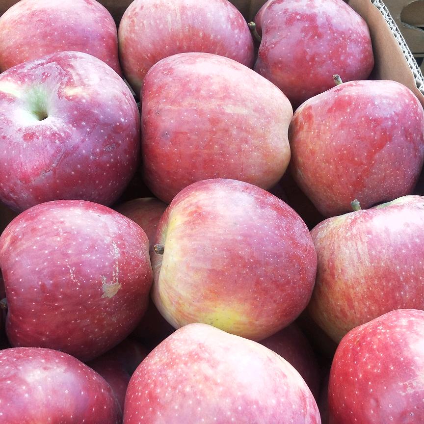 代收各种水果苗木绿化