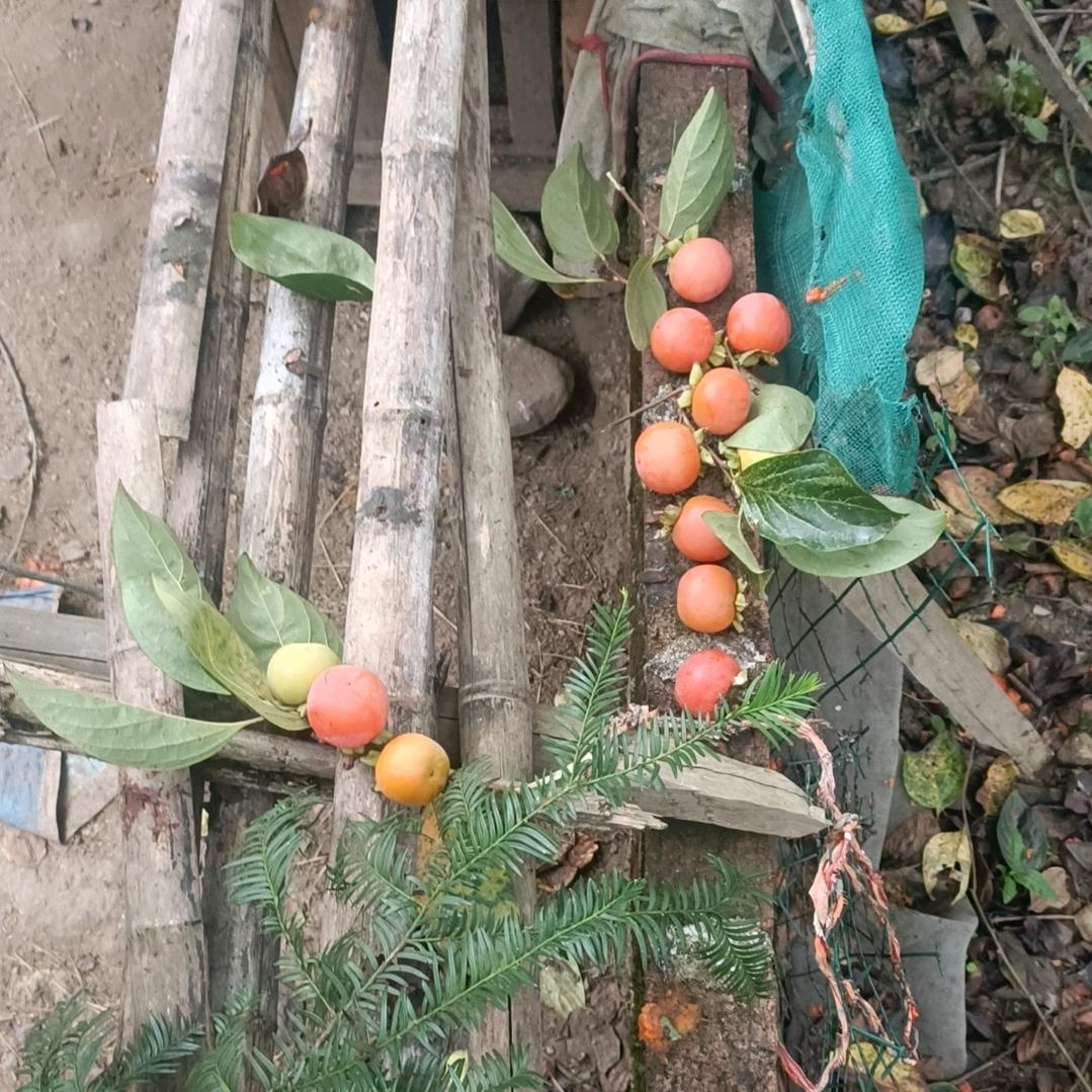 陈明月