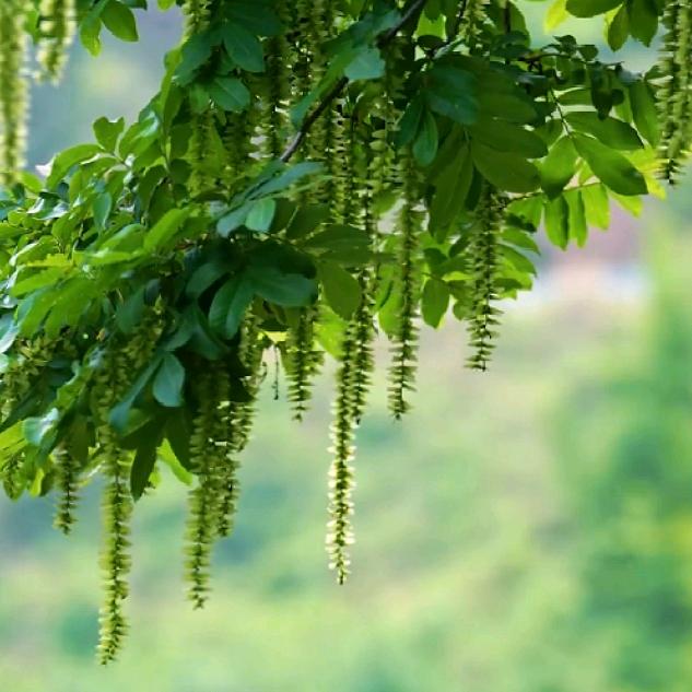 记录我的乡村生活