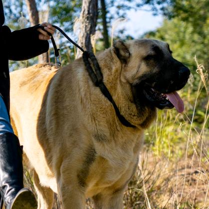 🇹🇷南汐坎高猛犬