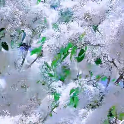 樱花树下