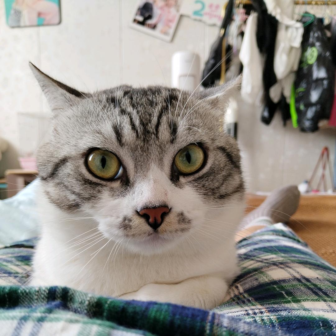 肖皮蛋家有20只猫