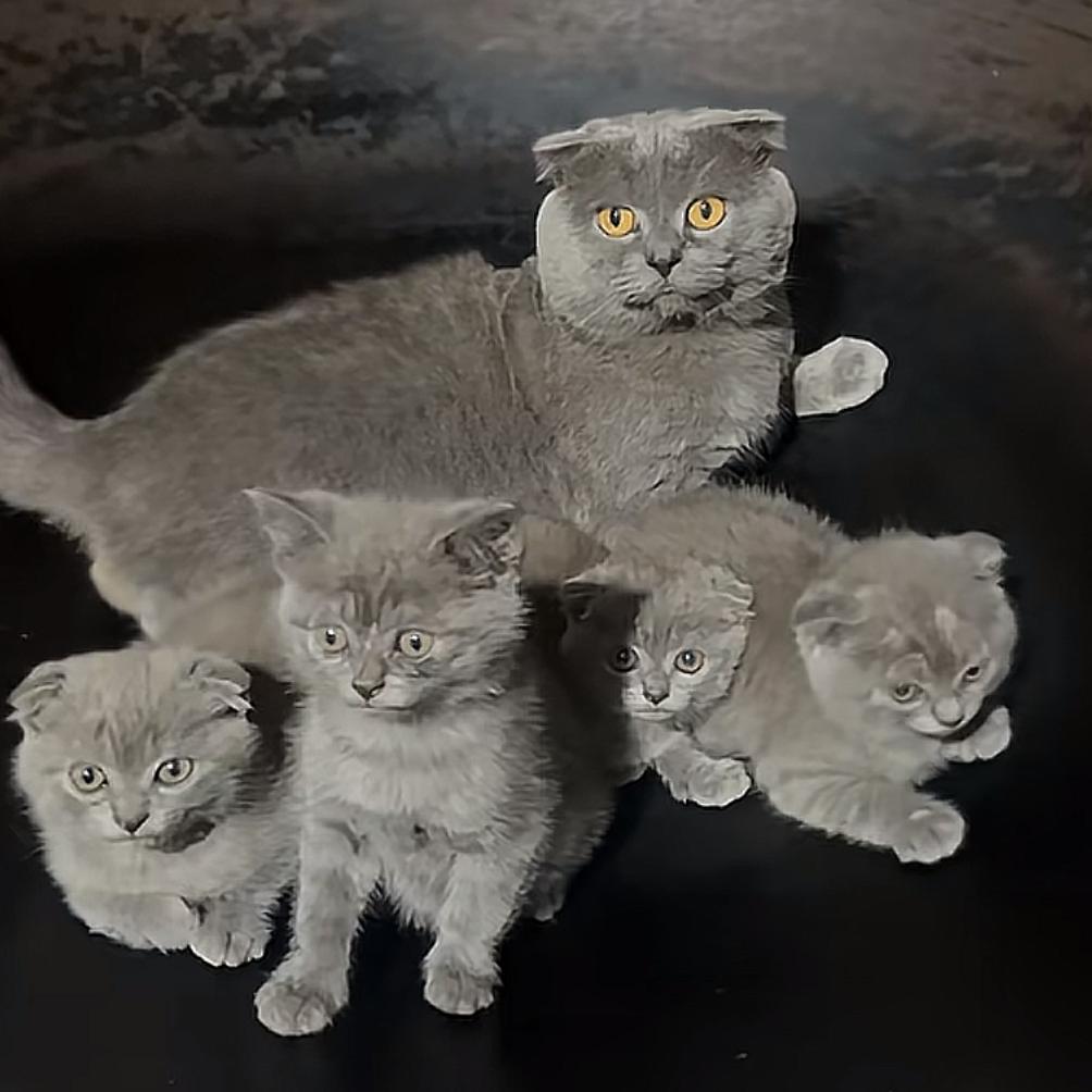 黑猫