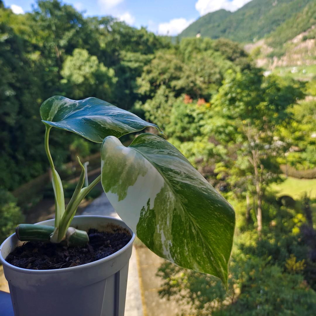 小山村落