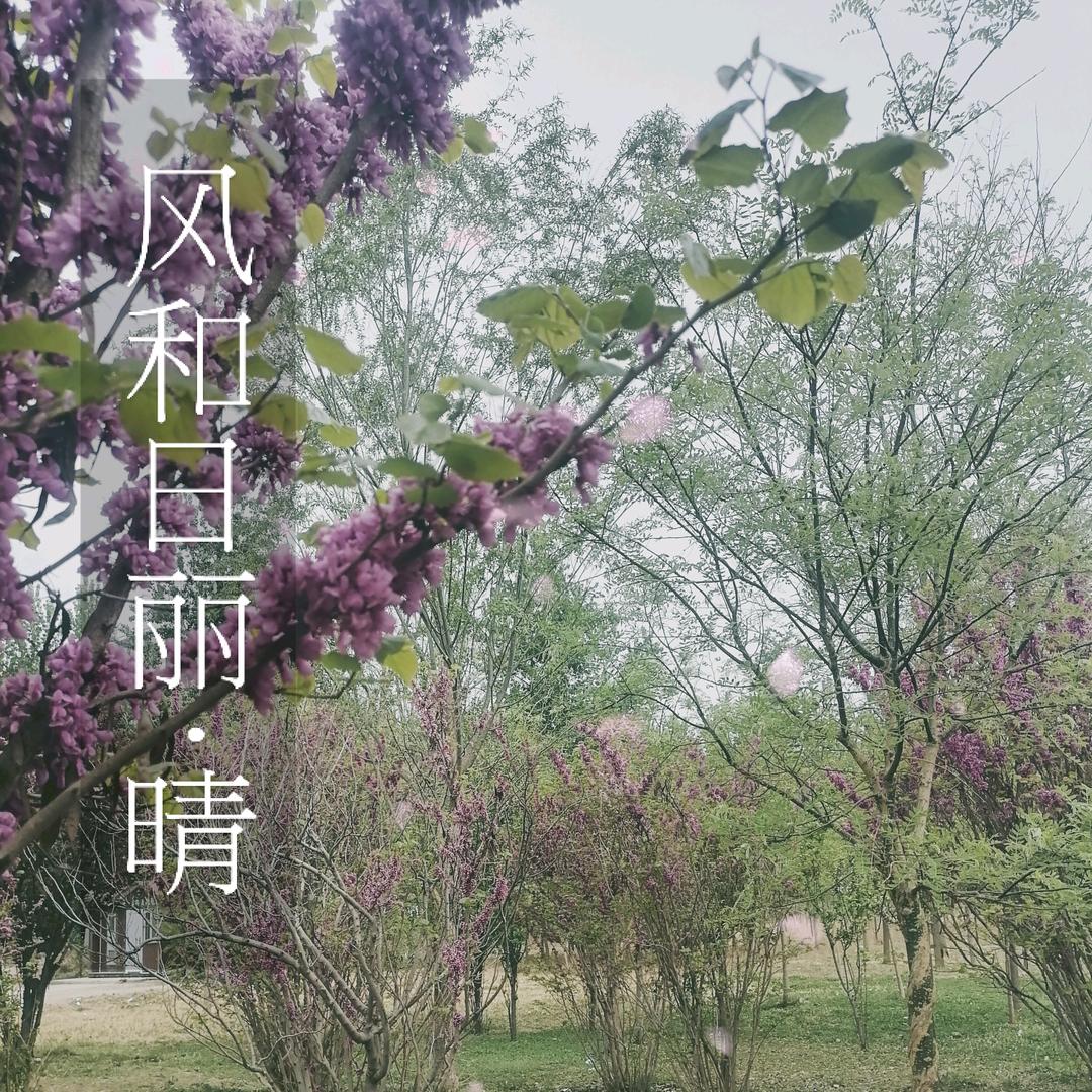 语晨