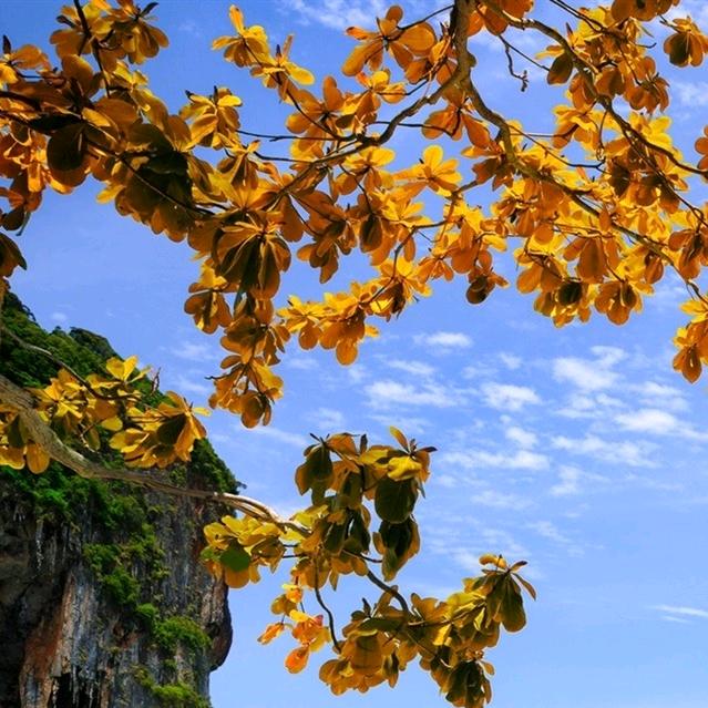 如意🌻