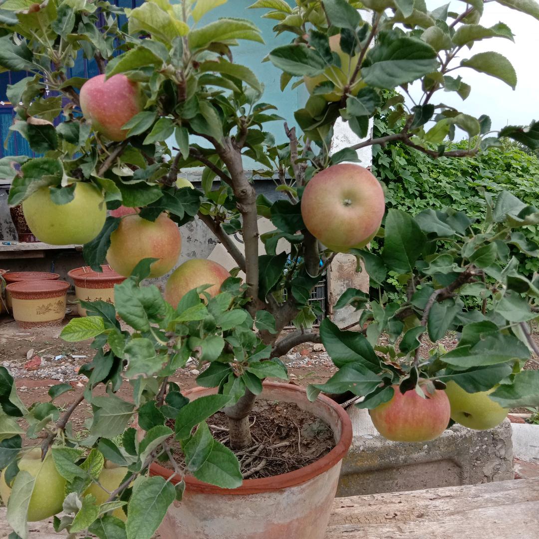 红林果树园艺