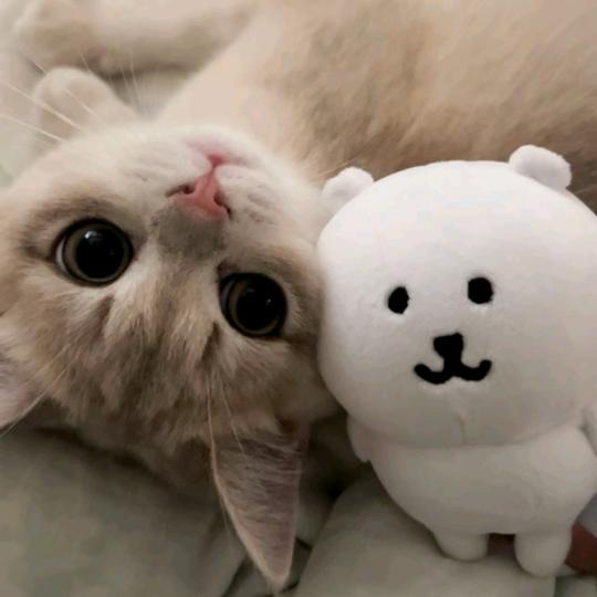 😼