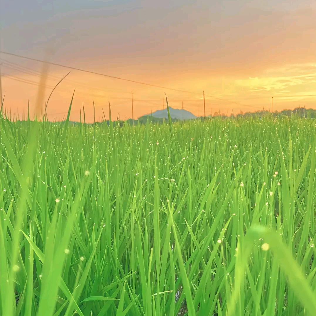 峰菱会商贸-小龙官方号