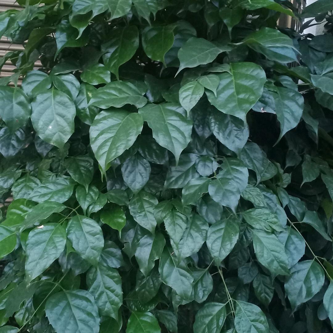 枝繁叶茂