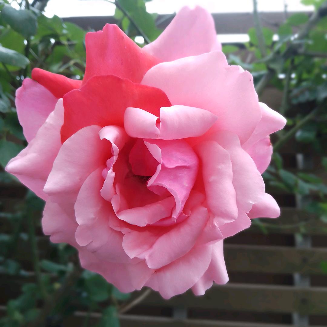 黄桂芳