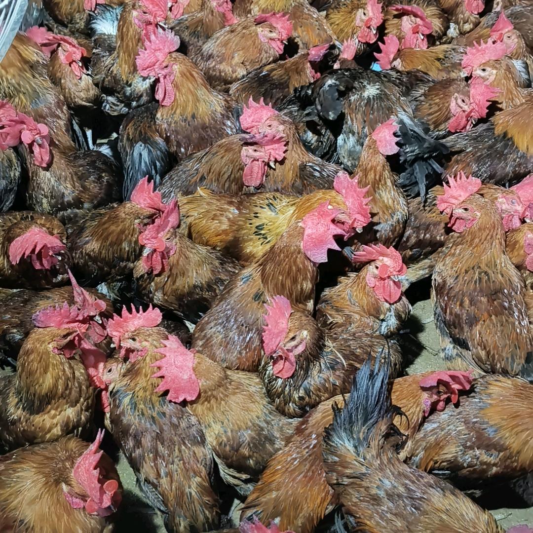 大公鸡老母鸡批发