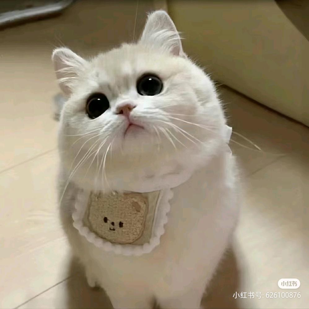 黄习习＼(`Δ’)／