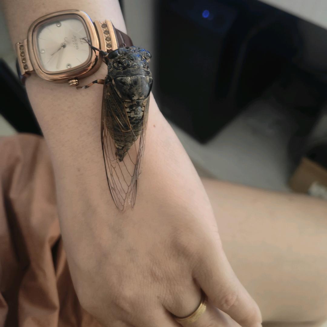 🌹蒲掌供销🌹