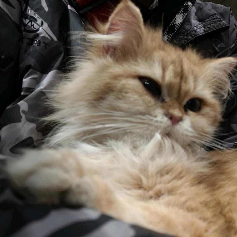 NGmeow