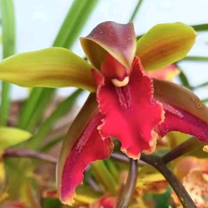 KK花卉