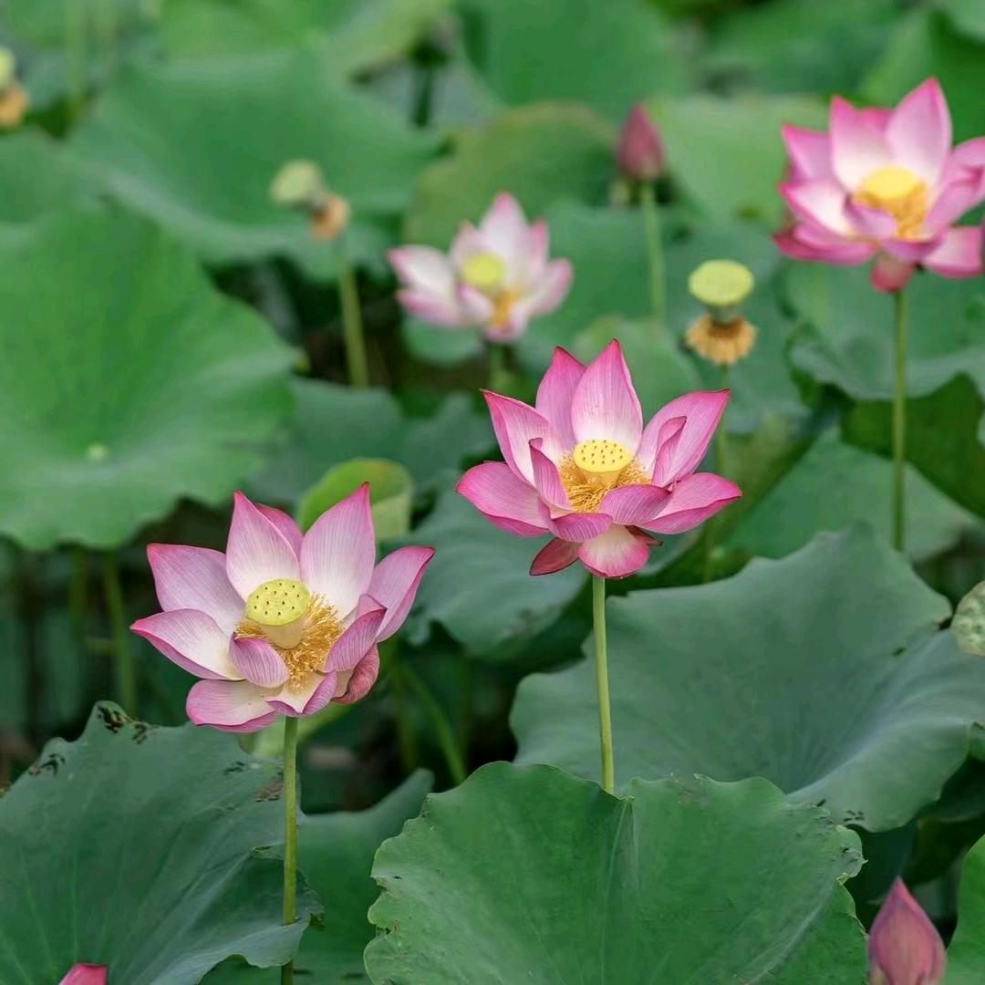 小翠