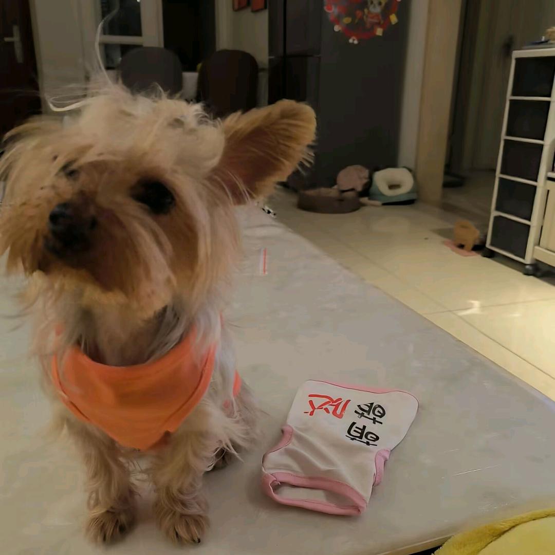 家有六只（约克夏）