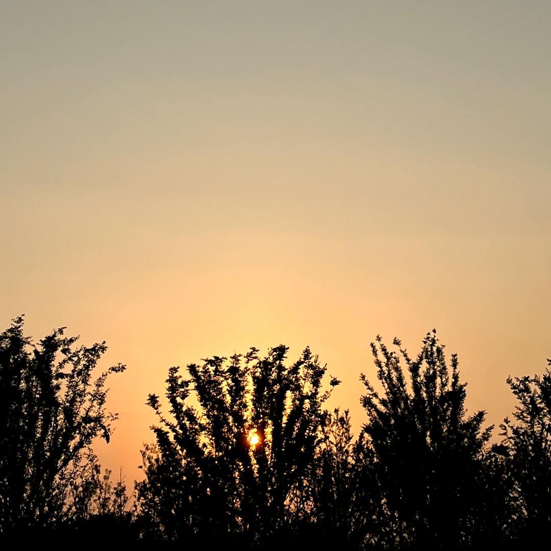 Co