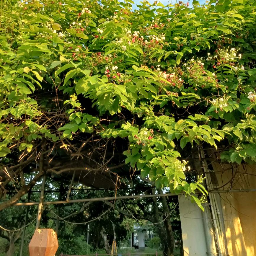 吴蜜蜂