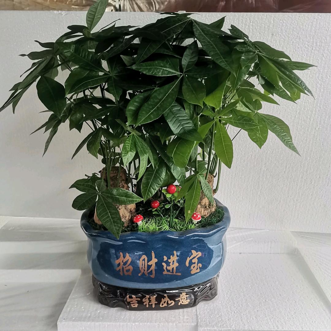 云来精品花卉园艺