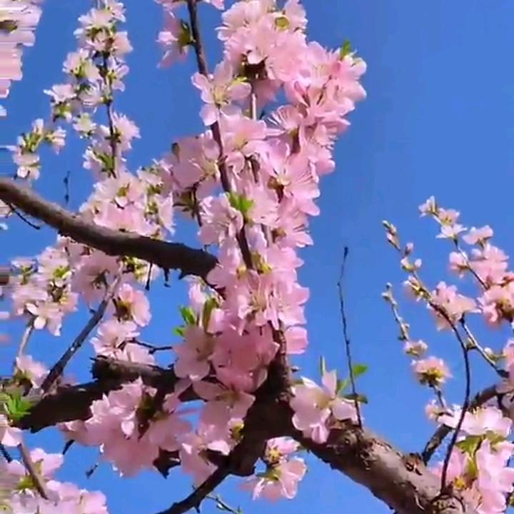 金色