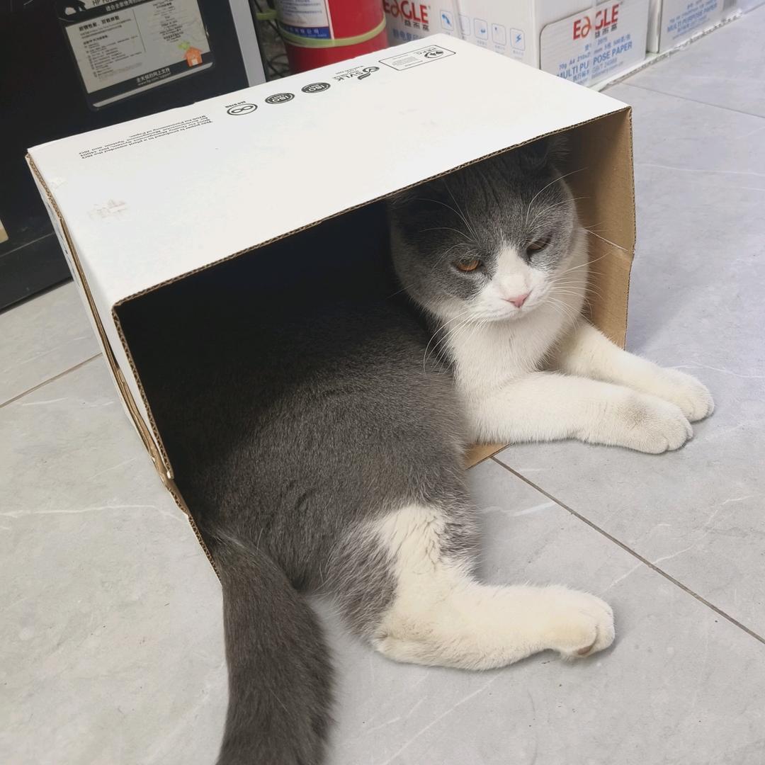 丸子de爸爸