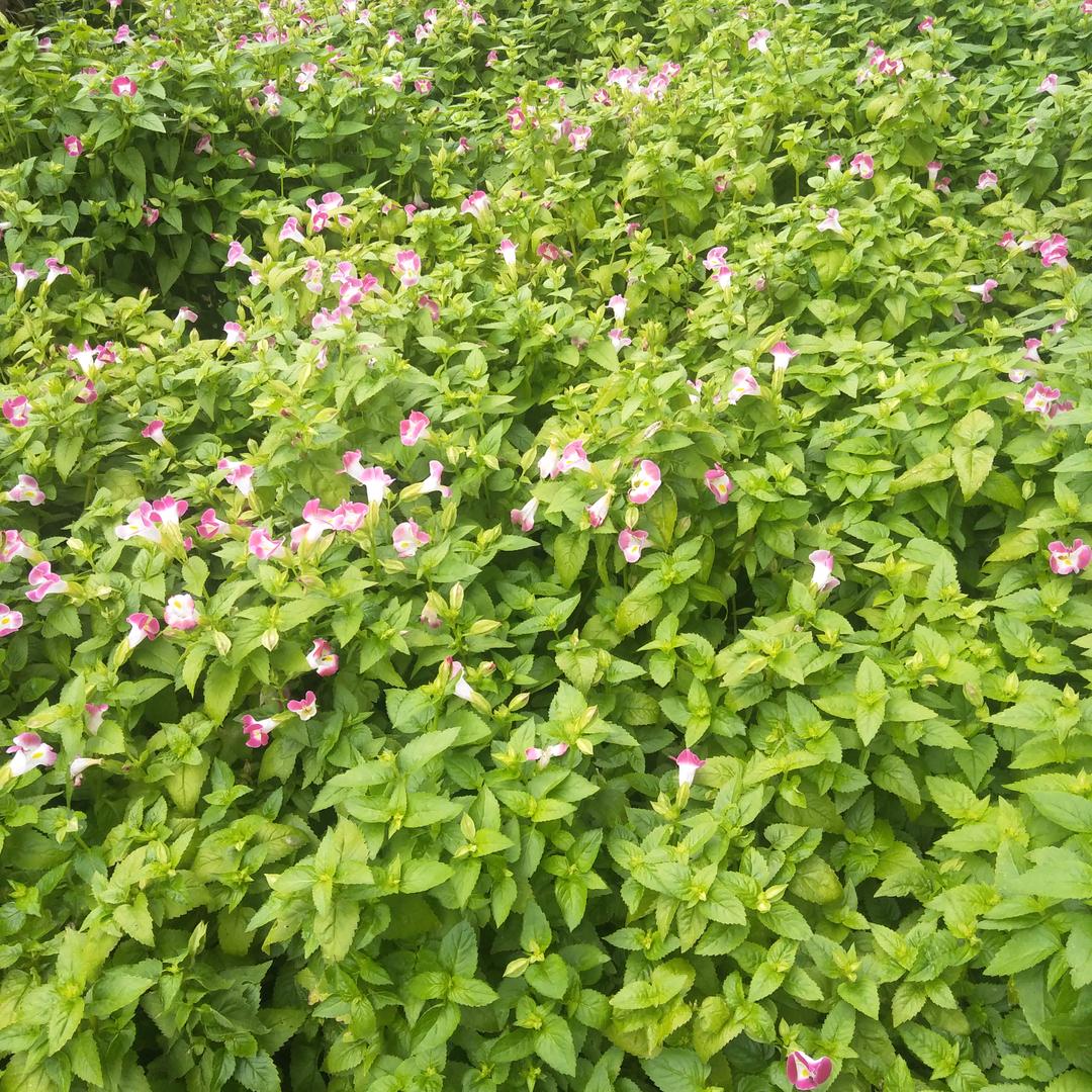 用户25978316887563