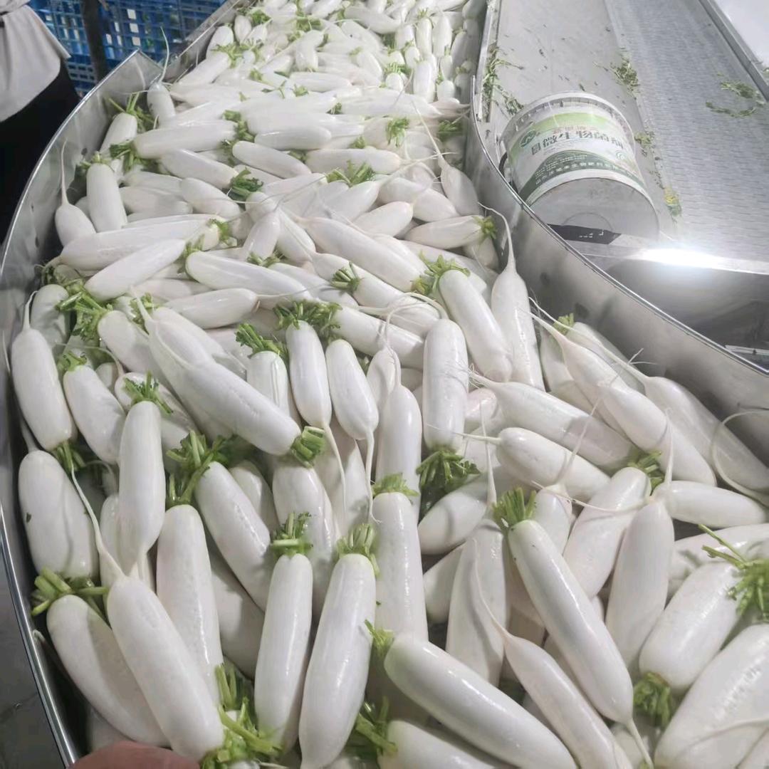 白萝卜种业阿成