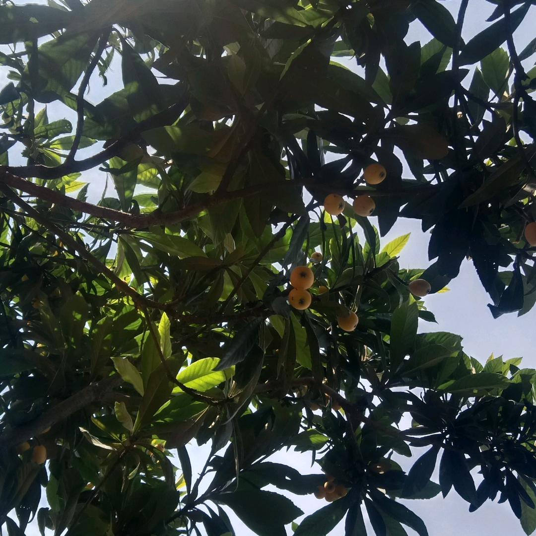 小米哥