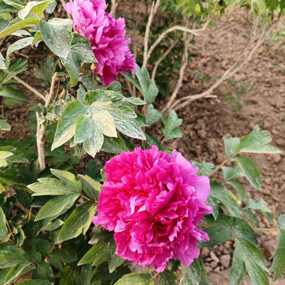 上善若水🐾🌼