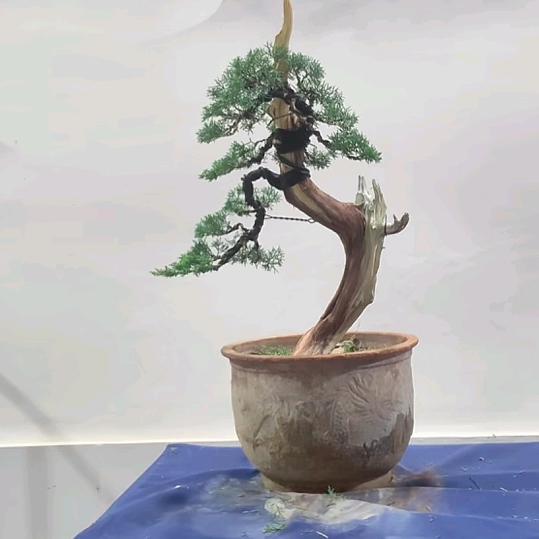 精品造型艺术师