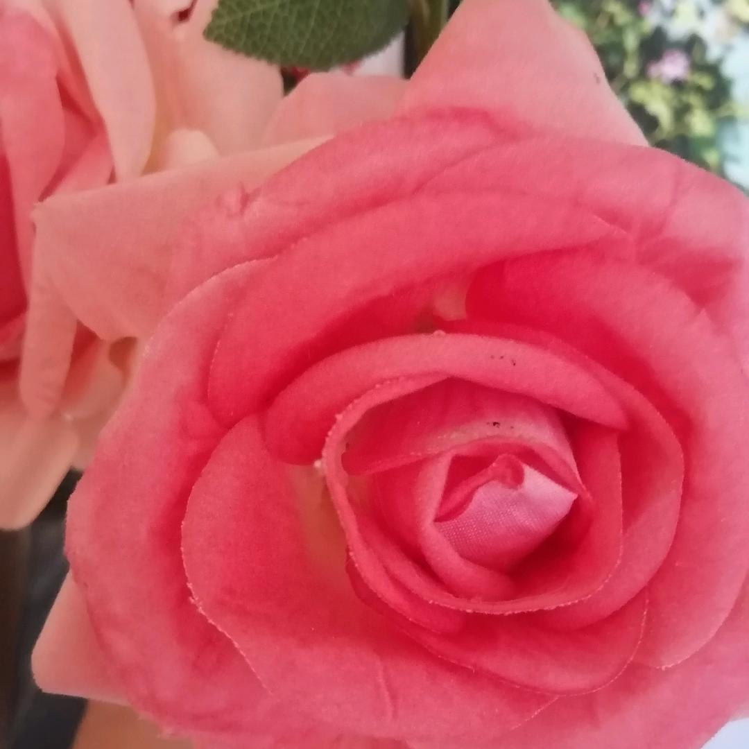 大白菜
