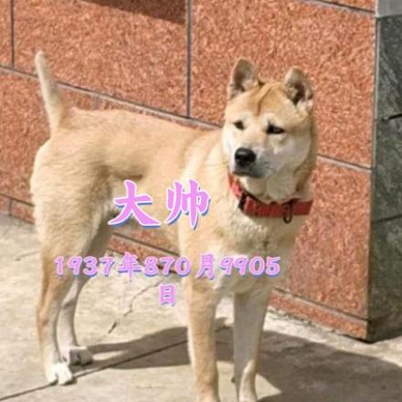 振兴中华田园犬