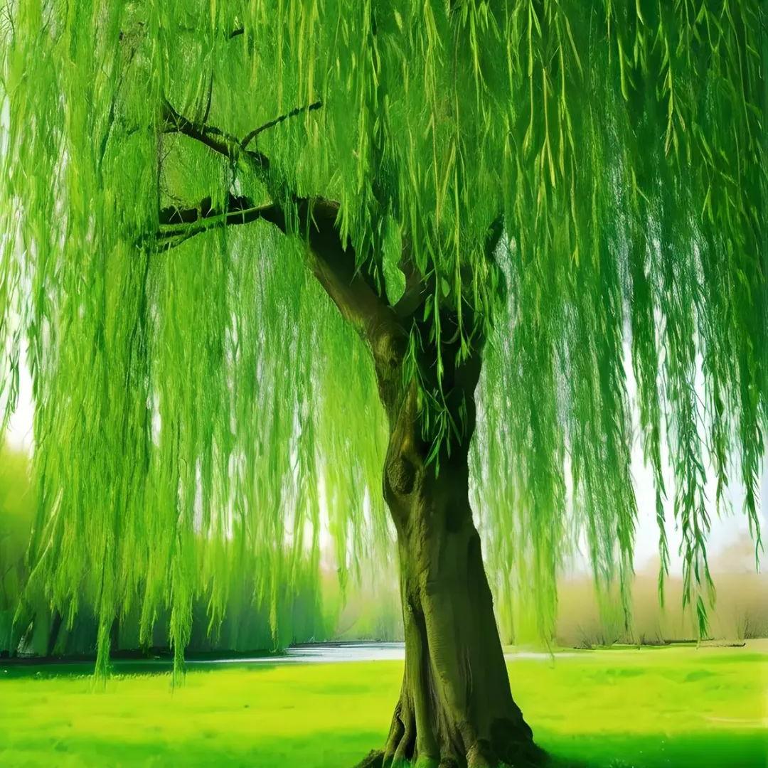 大森林🌲的狼🐺