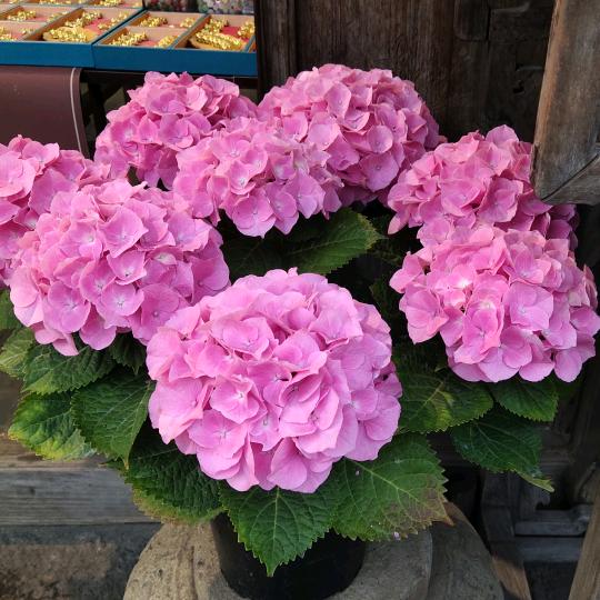 小福泥