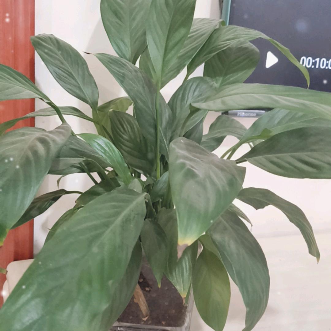 苗丽养殖场