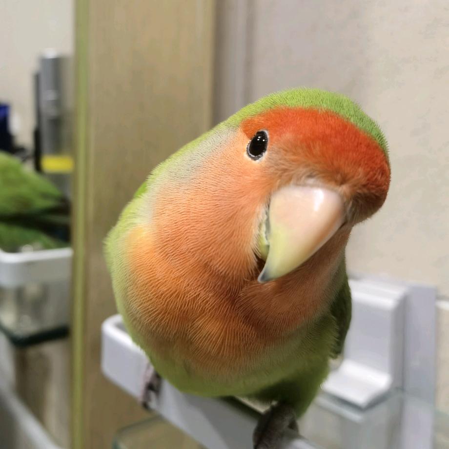 桃儿