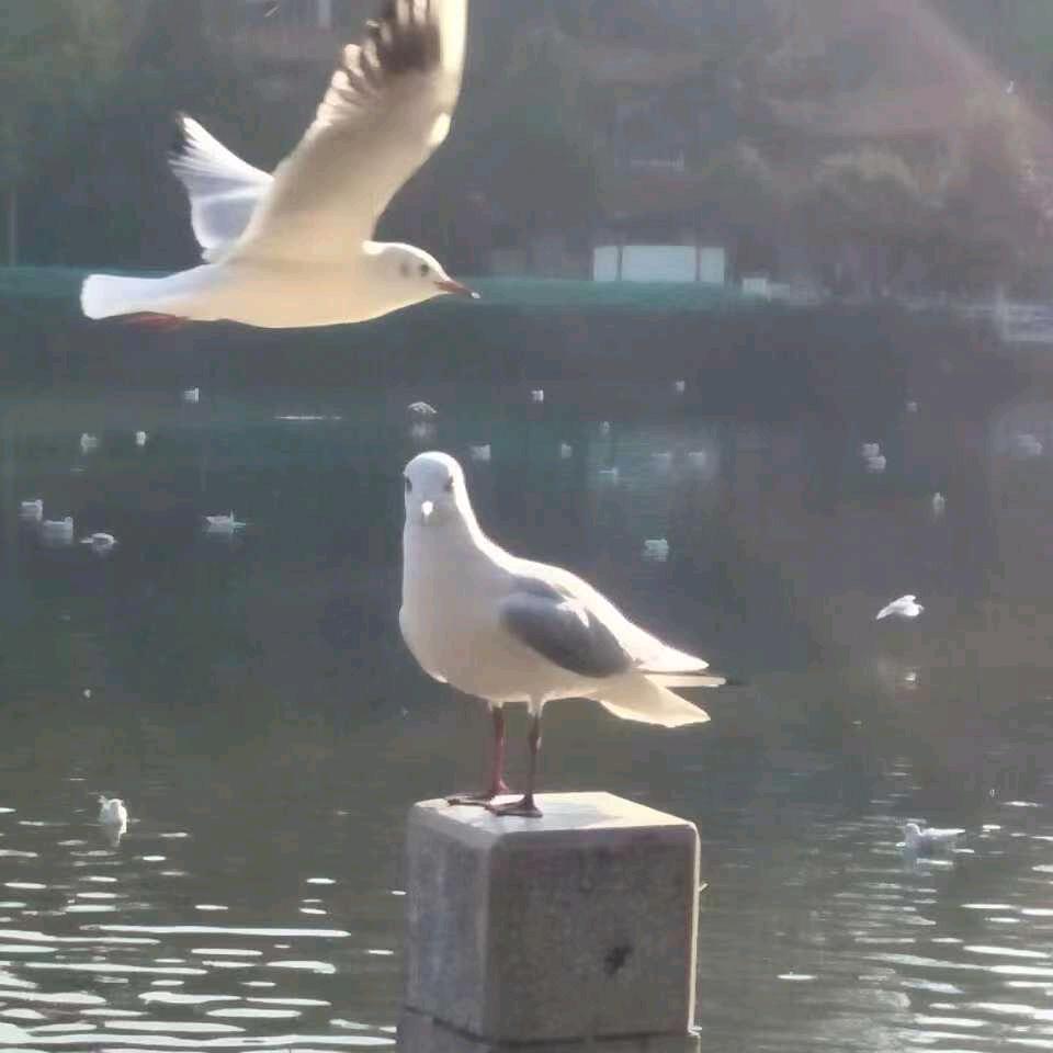 稀明月