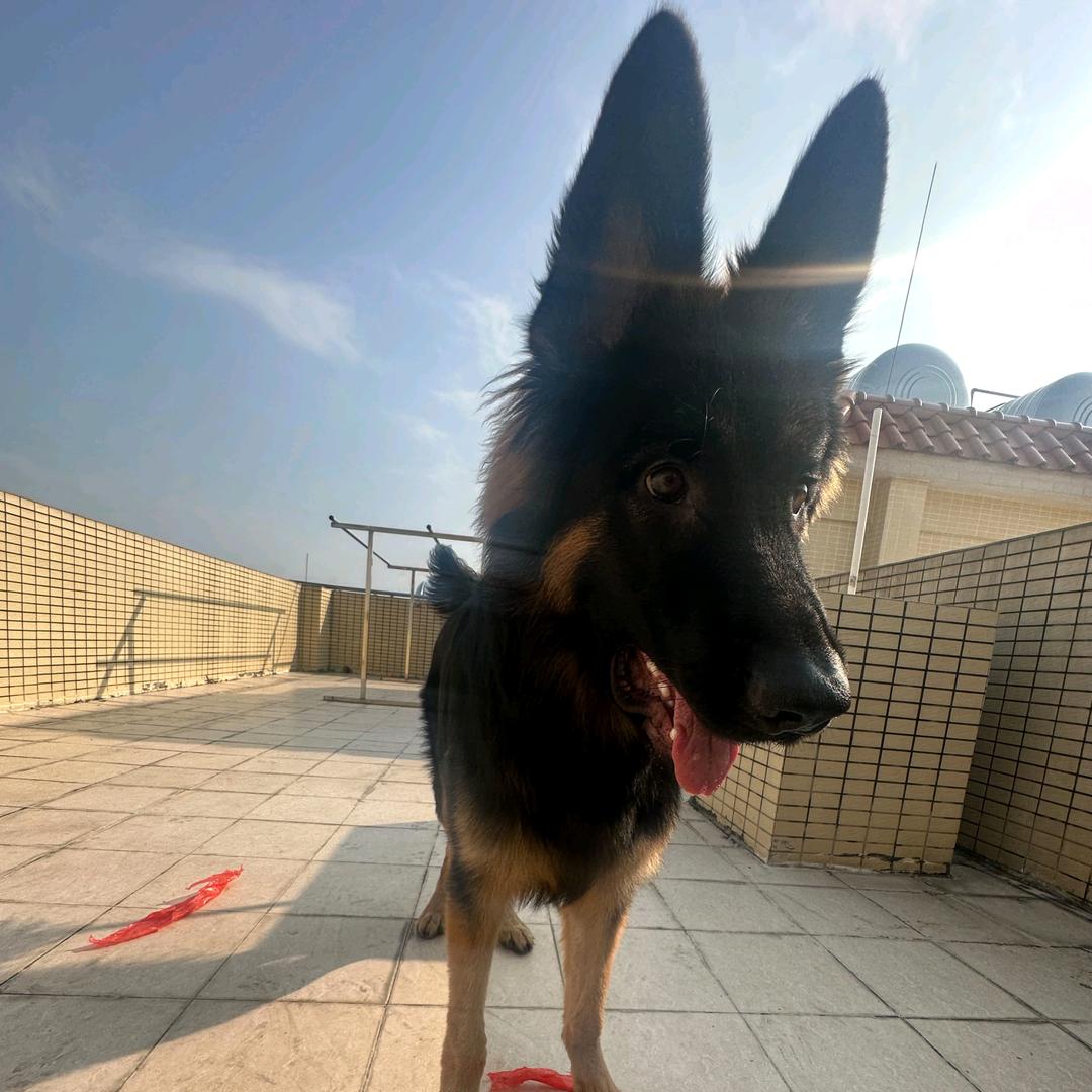 我的修狗叫兰博